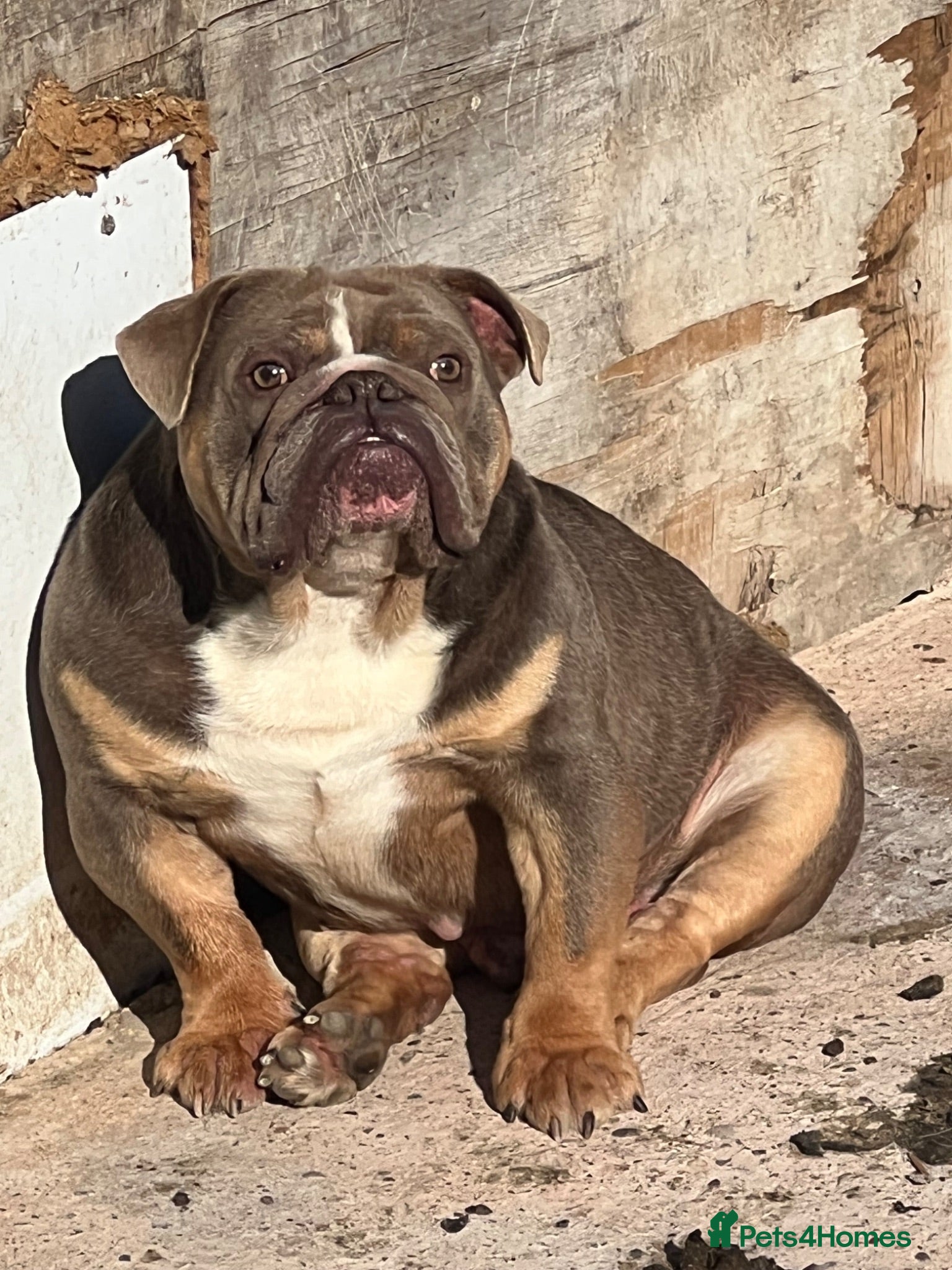 English Bulldog dogs Family dog for sale - Advert 2
