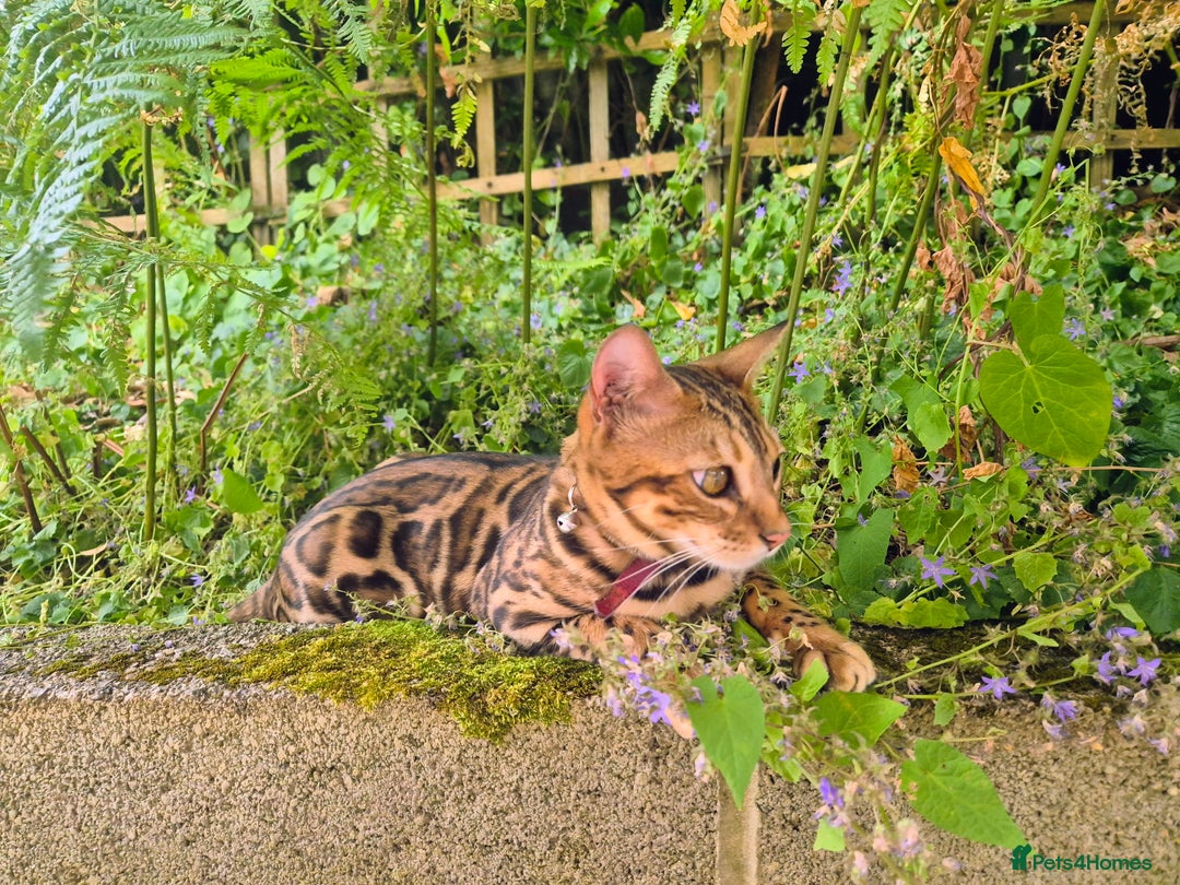 Bengal cats for sale: Belgian cat - Advert 1