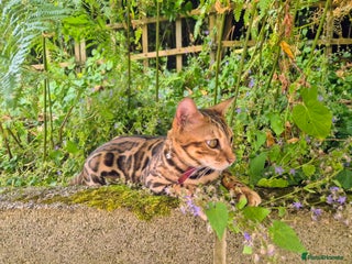 Bengal cats Belgian cat - Advert 1