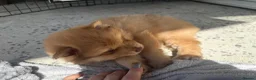 Pomsky dogs for sale: F3 Rare honey merle pomsky ready for a new home  - Advert 22