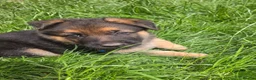 German Shepherd dogs for sale: German Shepherd Pups in Newcastle - Advert 21