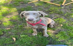 Mixed Breed dogs for sale: Ivar Weimaraner x sprocker - Image 2