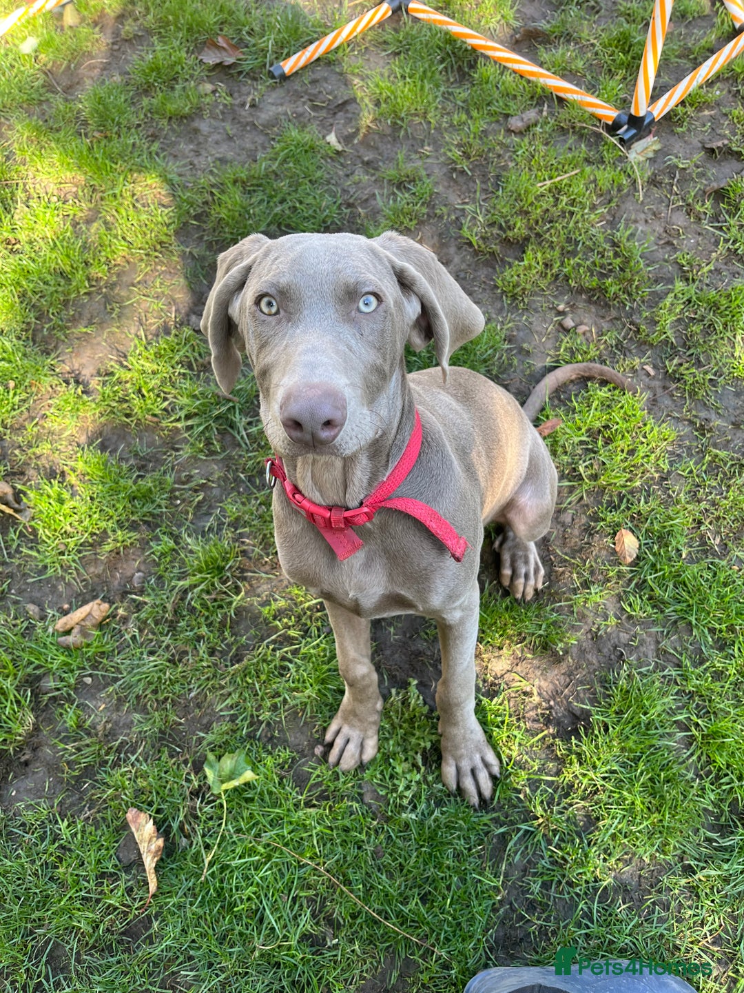 Mixed Breed dogs for sale: Ivar Weimaraner x sprocker - Image 2