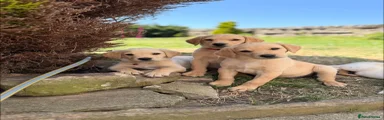 Labrador Retriever 1
