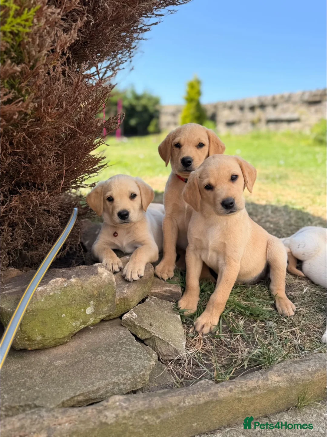 Labrador Retriever dogs for sale: Outstanding litter of labrador puppies - Advert 1