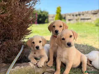 Labrador Retriever dogs Outstanding litter of labrador puppies - Advert 7
