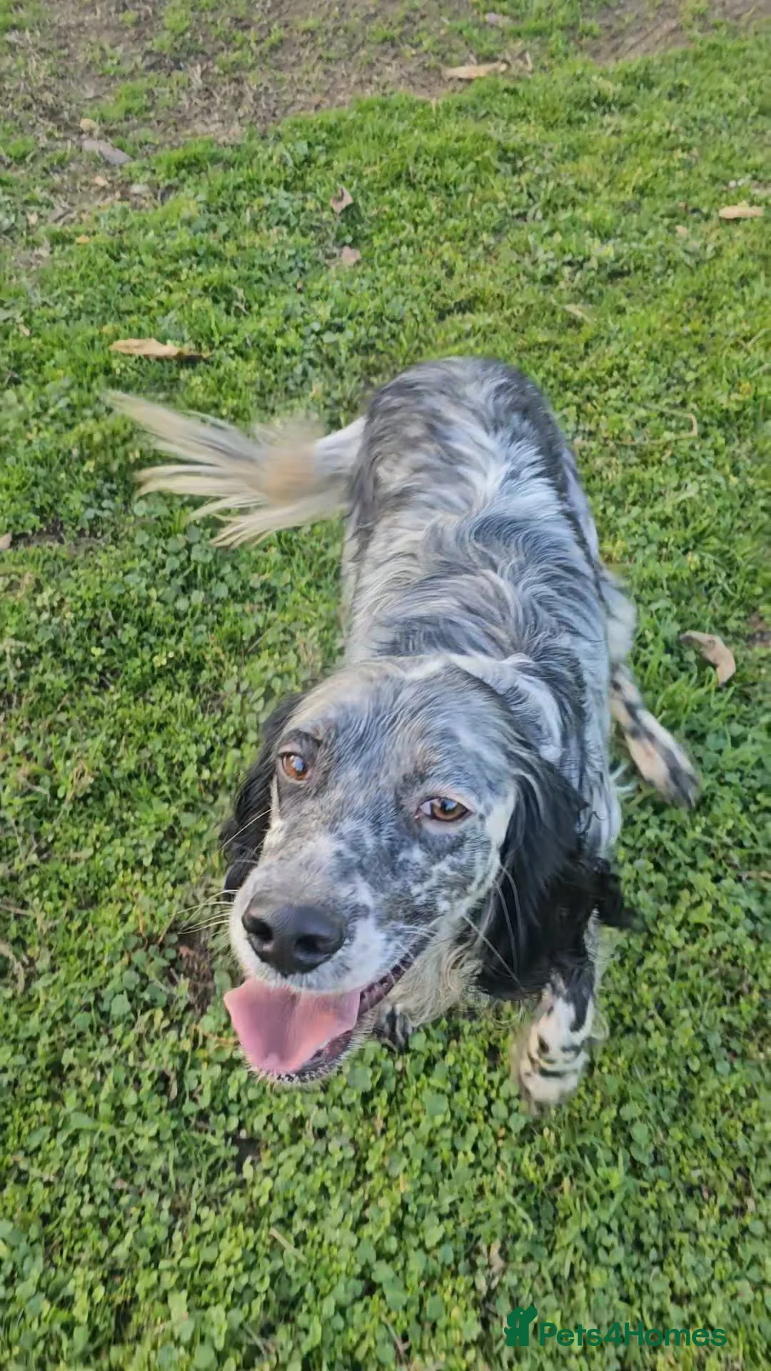 English Setter dogs for adoption: RASTI - Advert 12