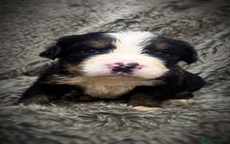 Bernese Mountain Dog dogs for sale: Bernese mountain dog puppies - Image 5