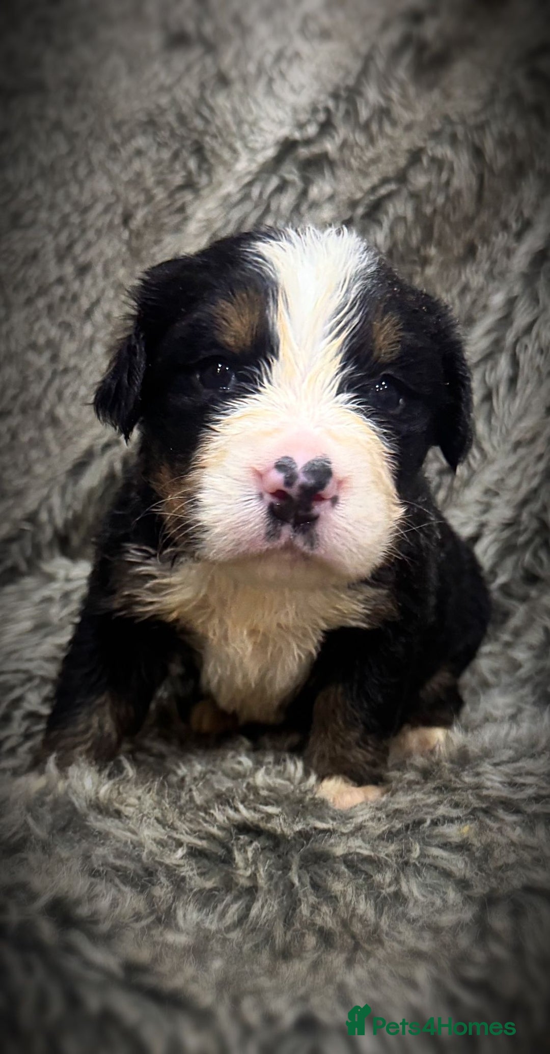 Bernese Mountain Dog dogs for sale: Bernese mountain dog puppies - Image 5