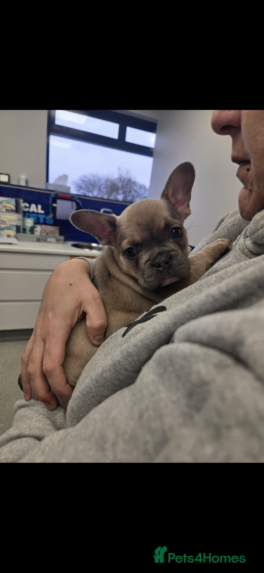 French Bulldog dogs for sale: French bulldog pups Ready & Reduced‼️ - Advert 11