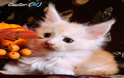 Maine Coon cats for sale: TICA Registered Kittens for Sale  - Image 6