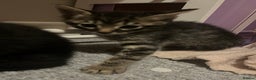 Savannah cats for sale: Savannah Cross Kittens - Advert 2