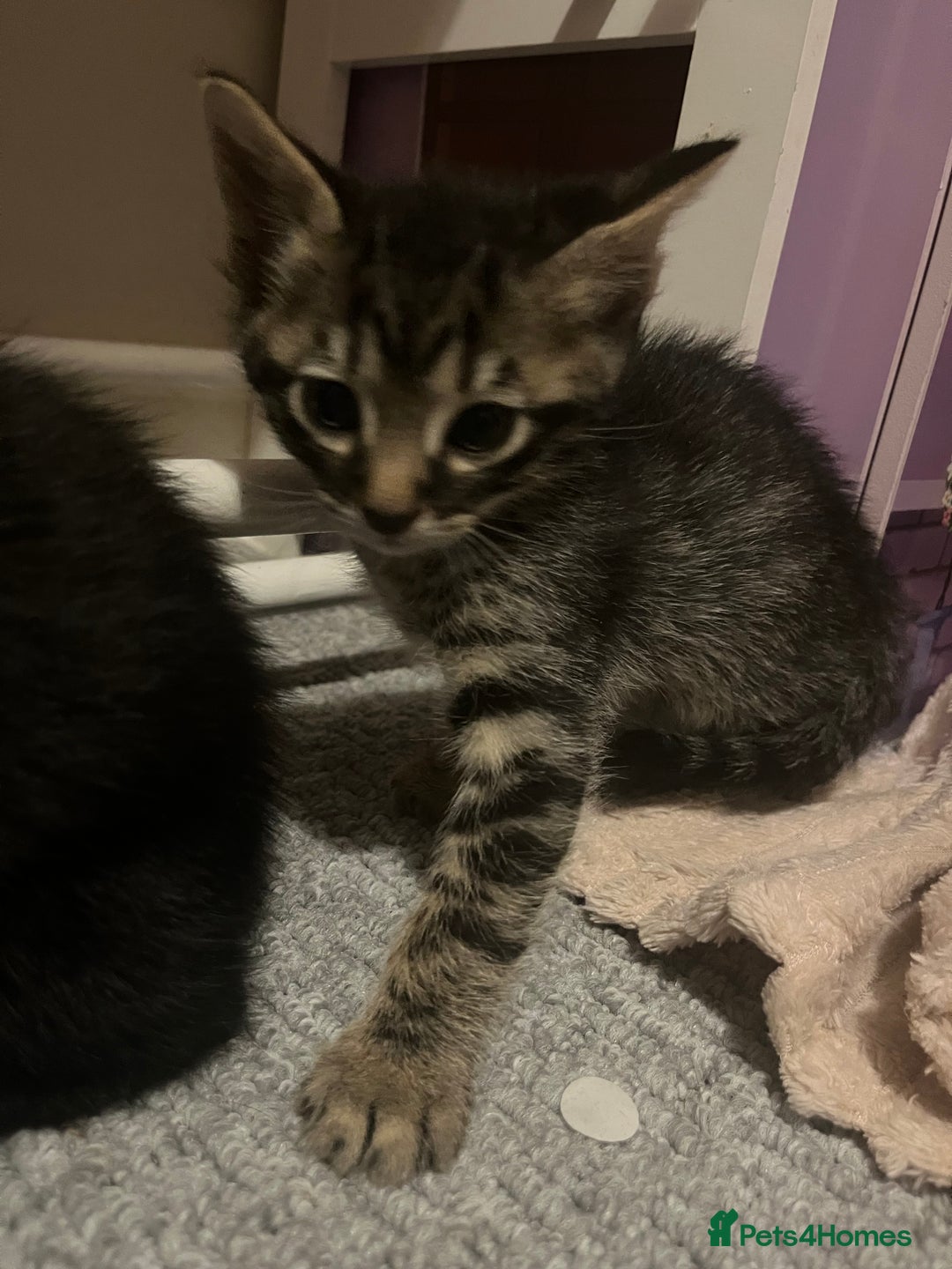 Savannah cats for sale: Savannah Cross Kittens - Image 3