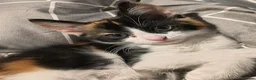 Domestic Shorthair cats for sale: 5 beautiful lovely kittens 🐾🐾 in Boston - Advert 12