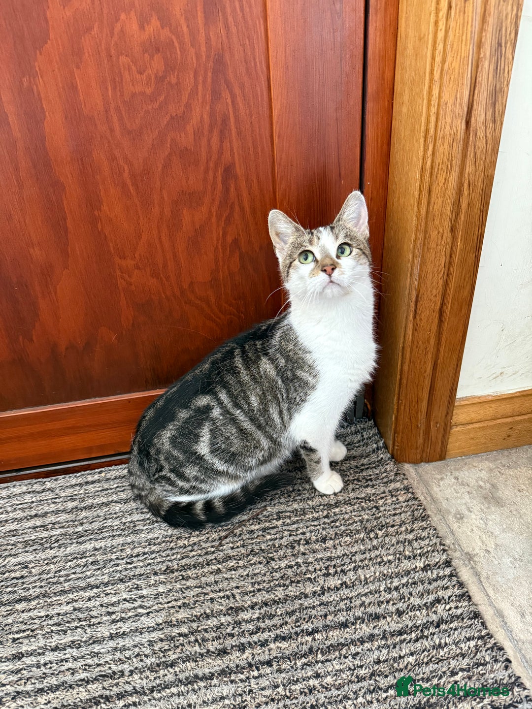 Mixed Breed cats for sale: Gorgeous female cat - Image 4