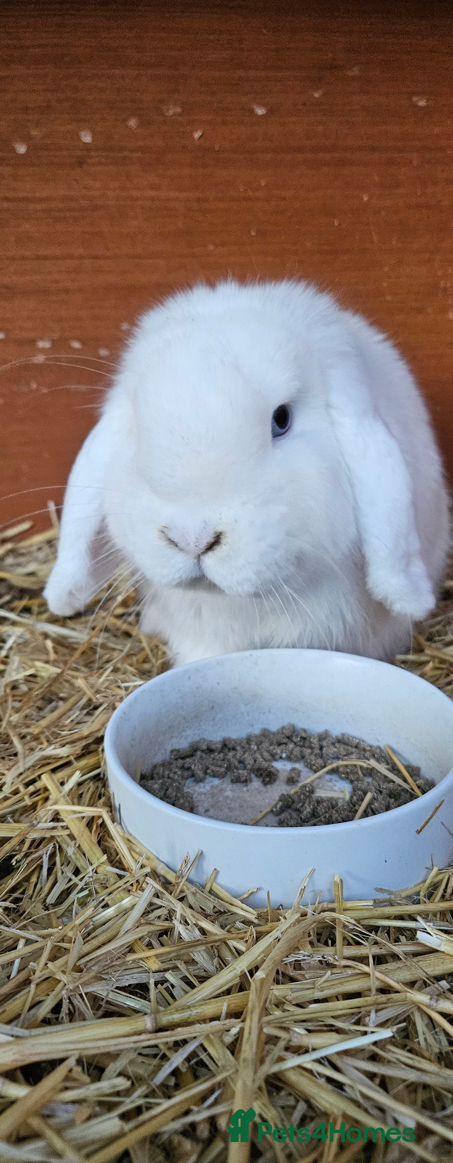 Mini Lop rabbits 💫💫💖Mini lop BEW ✨️✨️ - Advert 12