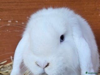 Mini Lop rabbits 💫💫💖Mini lop BEW ✨️✨️ - Advert 12