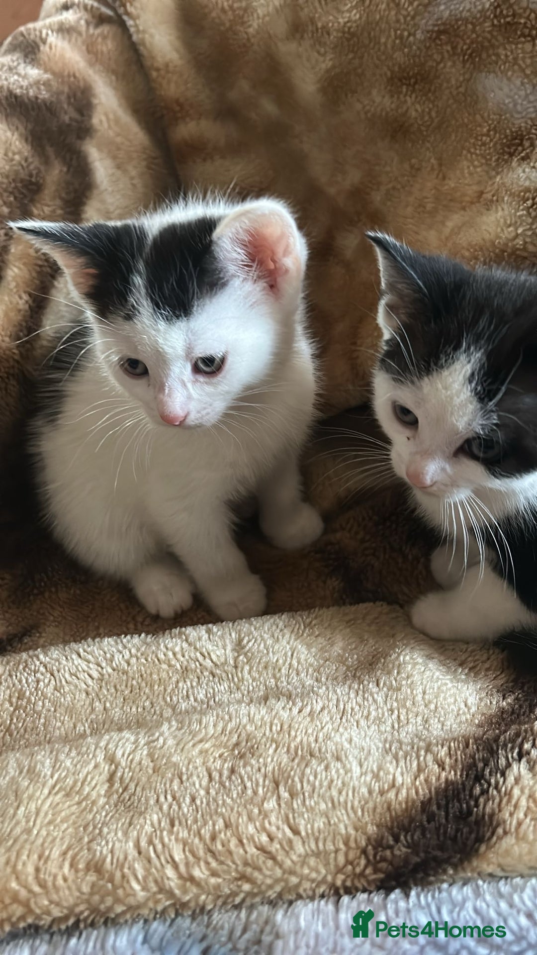 Mixed Breed cats for sale: Kittens for sale - Advert 6