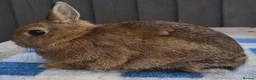 Netherland Dwarf rabbits for sale: Netherland dwarfs available  - Advert 4