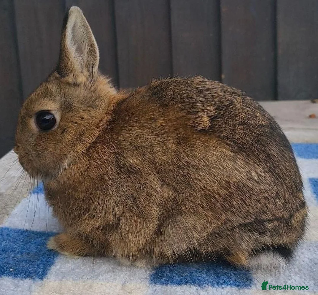 Netherland Dwarf rabbits for sale: Netherland dwarfs available  - Advert 4