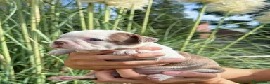 Boston Terrier 4