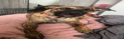 Mixed Breed dogs for sale: Sapphire is looking for her forever home in Frome - Advert 7