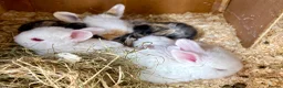 Dwarf Lop rabbits for sale: Bunnies looking for forever homes ❤️ - Advert 6