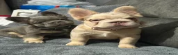 French Bulldog dogs for sale: Male and female fluffy French bulldogs  - Advert 3