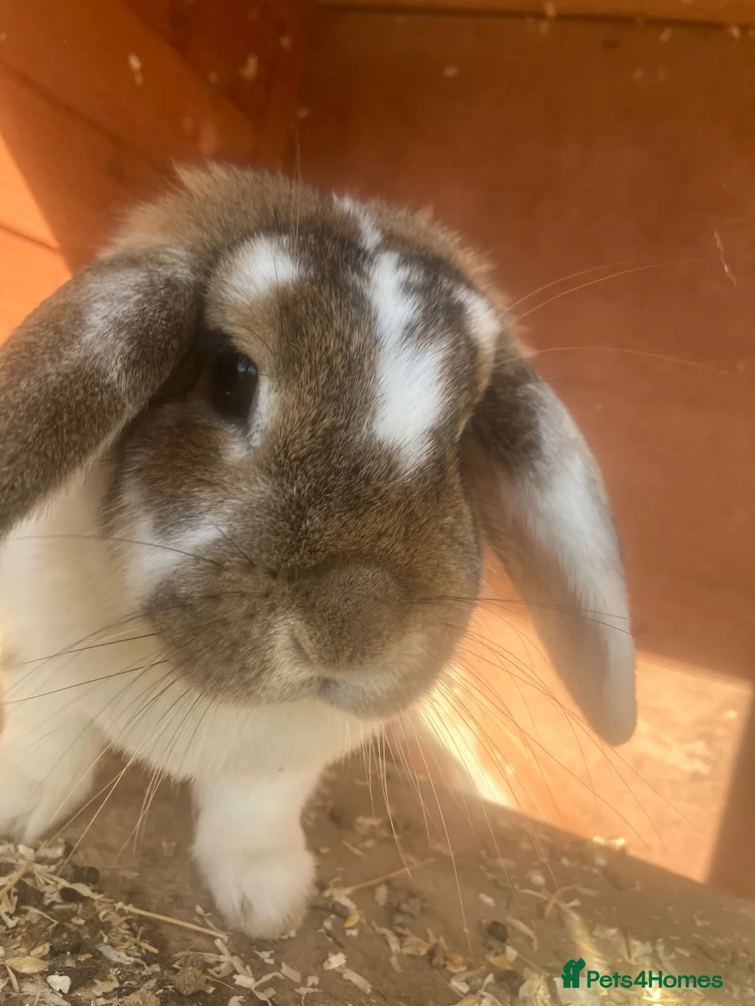 Mini Lop rabbits for sale: Lovley kind mini lop girl for rehoming  - Advert 2
