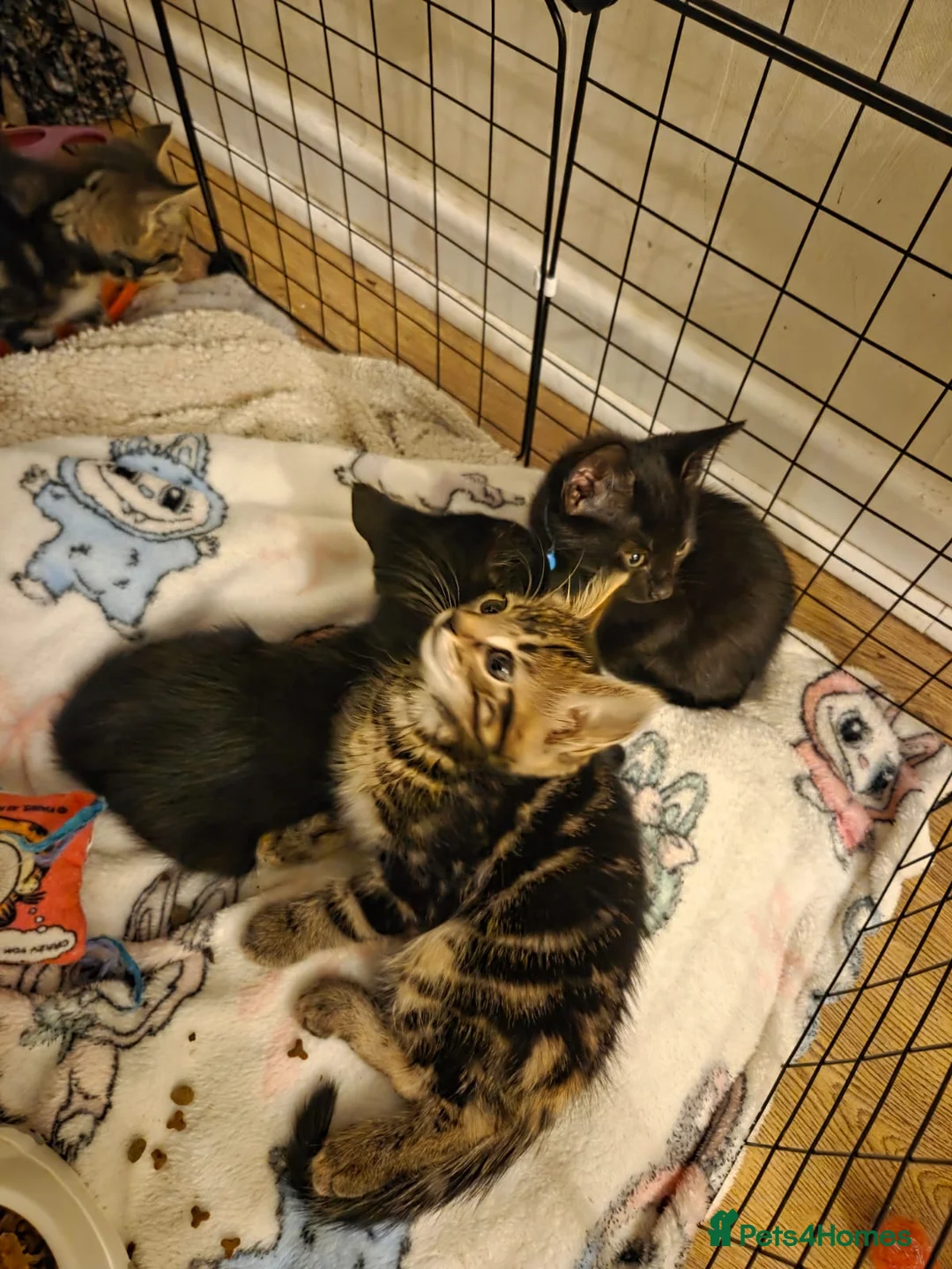 Mixed Breed cats for sale: Gorgeous kittens - Advert 4