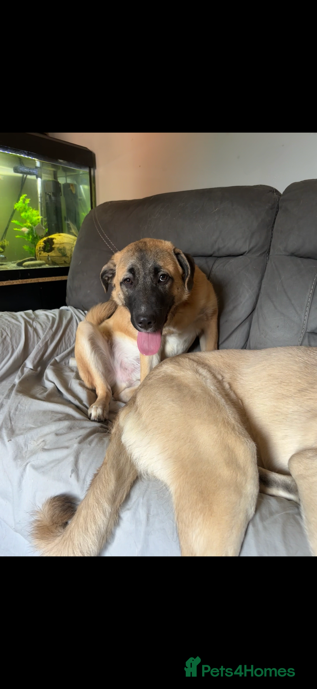 Anatolian Shepherd dogs for sale: 10.5 month old Anatolian mix kangal with a tin - Image 10