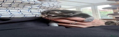 Mixed Breed Kitten 2