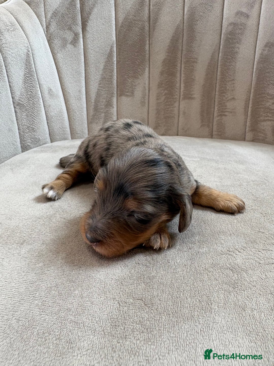 Miniature Dachshund dogs for sale: Gorgeous Long &short haired mini dachshund puppies - Image 39