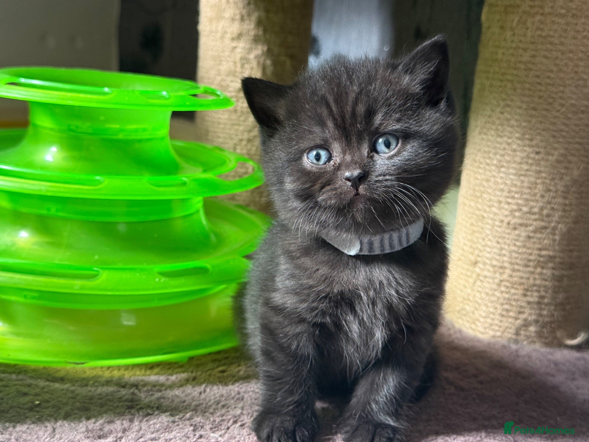 British Shorthair cats Exceptional BSH kittens  - Advert 1