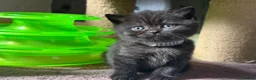 British Shorthair cats for sale: Exceptional BSH kittens  - Advert 1
