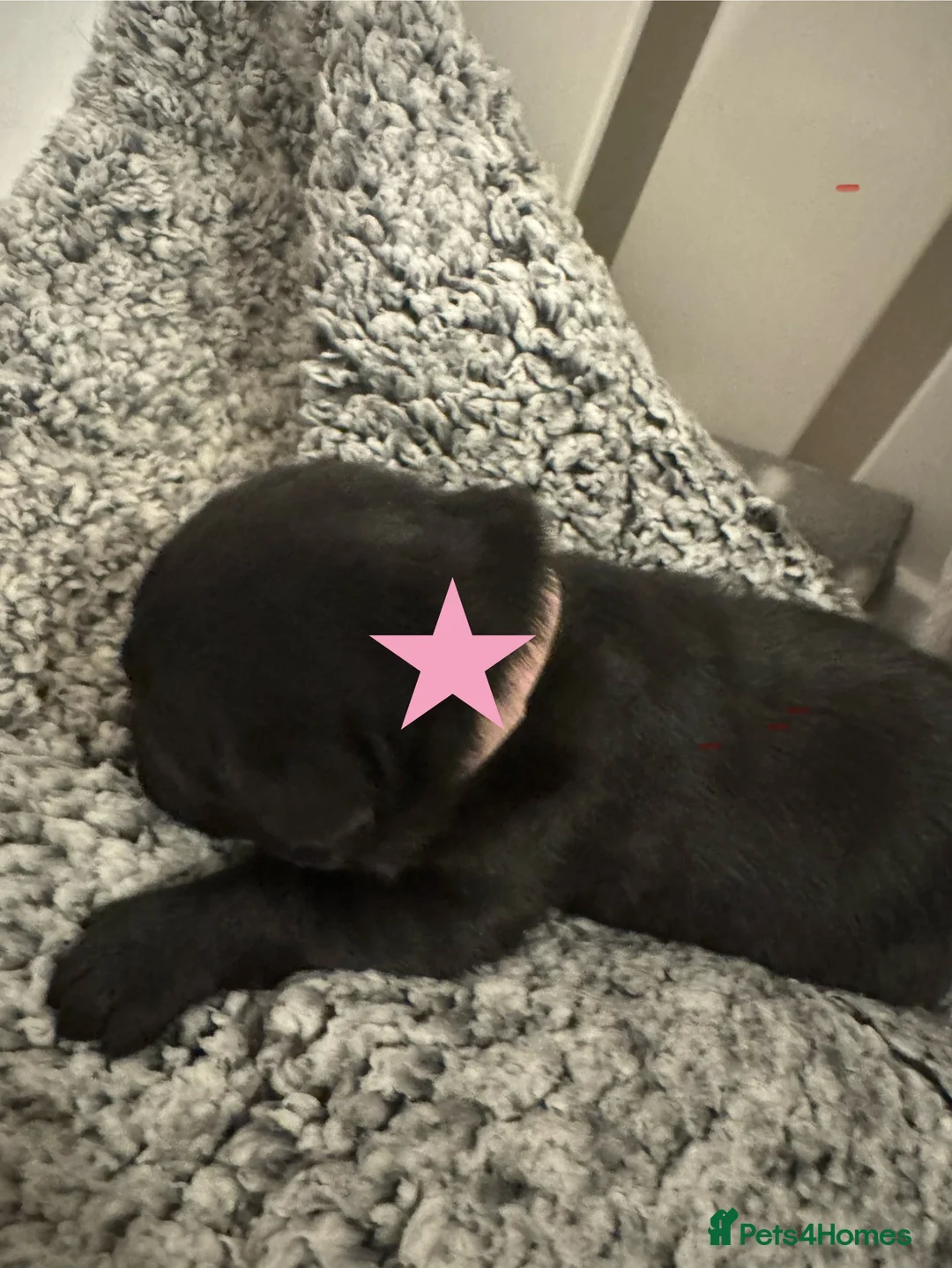 Labrador Retriever dogs for sale: 3 black females remaining – Labrador Retrievers - Advert 19