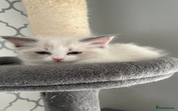 Ragdoll cats for sale: 4xfemales , 1xmale - Advert 11