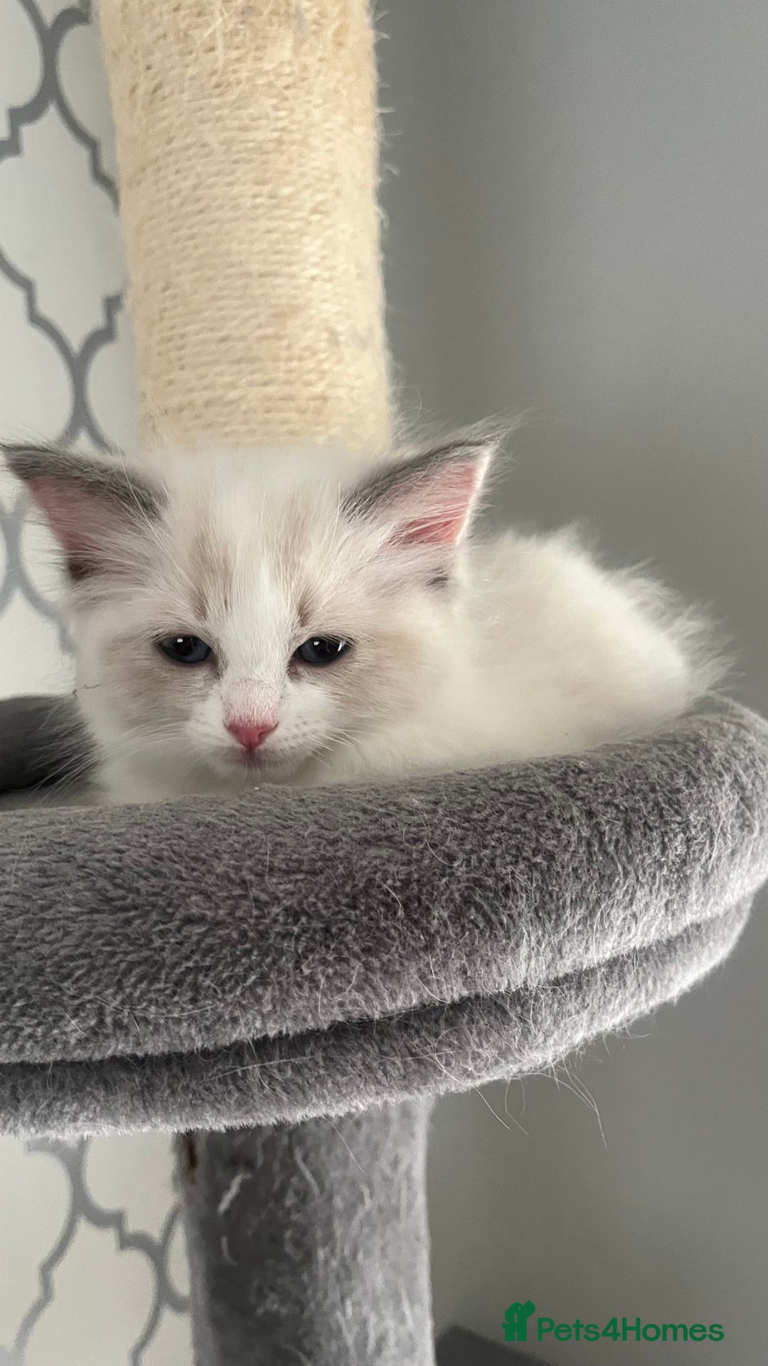 Ragdoll cats for sale: 4xfemales , 1xmale - Advert 11