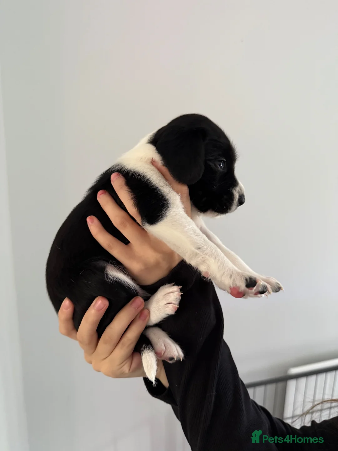 Mixed Breed dogs for sale: Springador puppies for sale.  - Advert 2