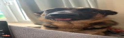 German Shepherd dogs for sale: 1 year old german shepherd  in Doncaster - Advert 2