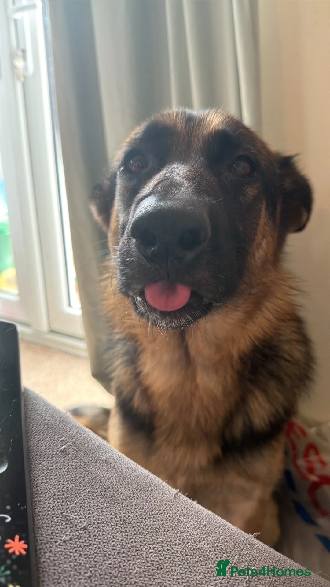 German Shepherd dogs for sale: 1 year old german shepherd  in Doncaster - Advert 2