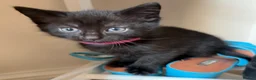 Mixed Breed cats for sale: Maine Coon mix kittens for sale - Advert 4