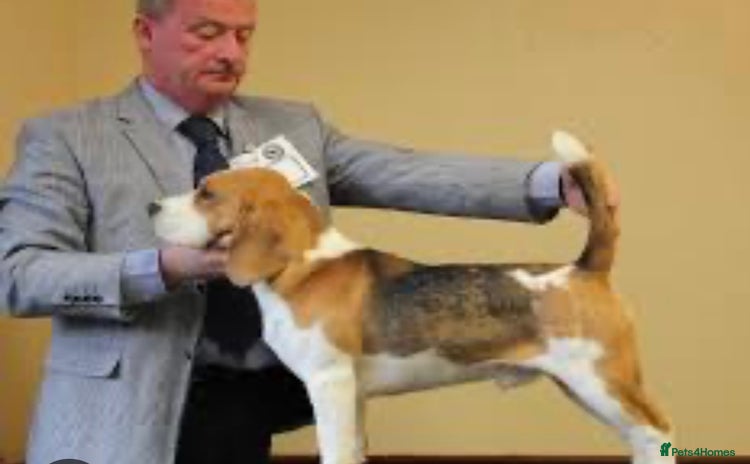 Beagle dogs - Advert 2