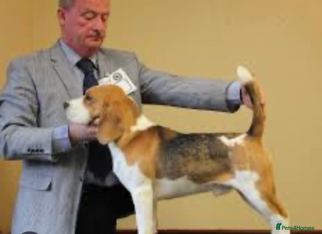 Beagle dogs for sale: Davicard/duffosee beagles - Image 6