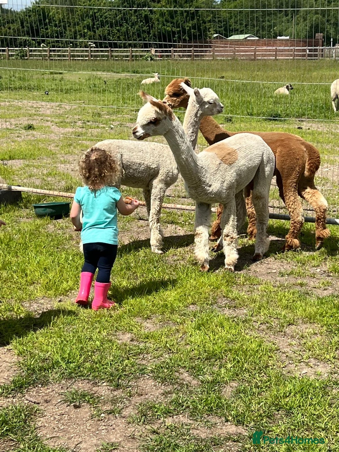 Alpaca livestock for sale: 2 non cut male alpacas  - Advert 4