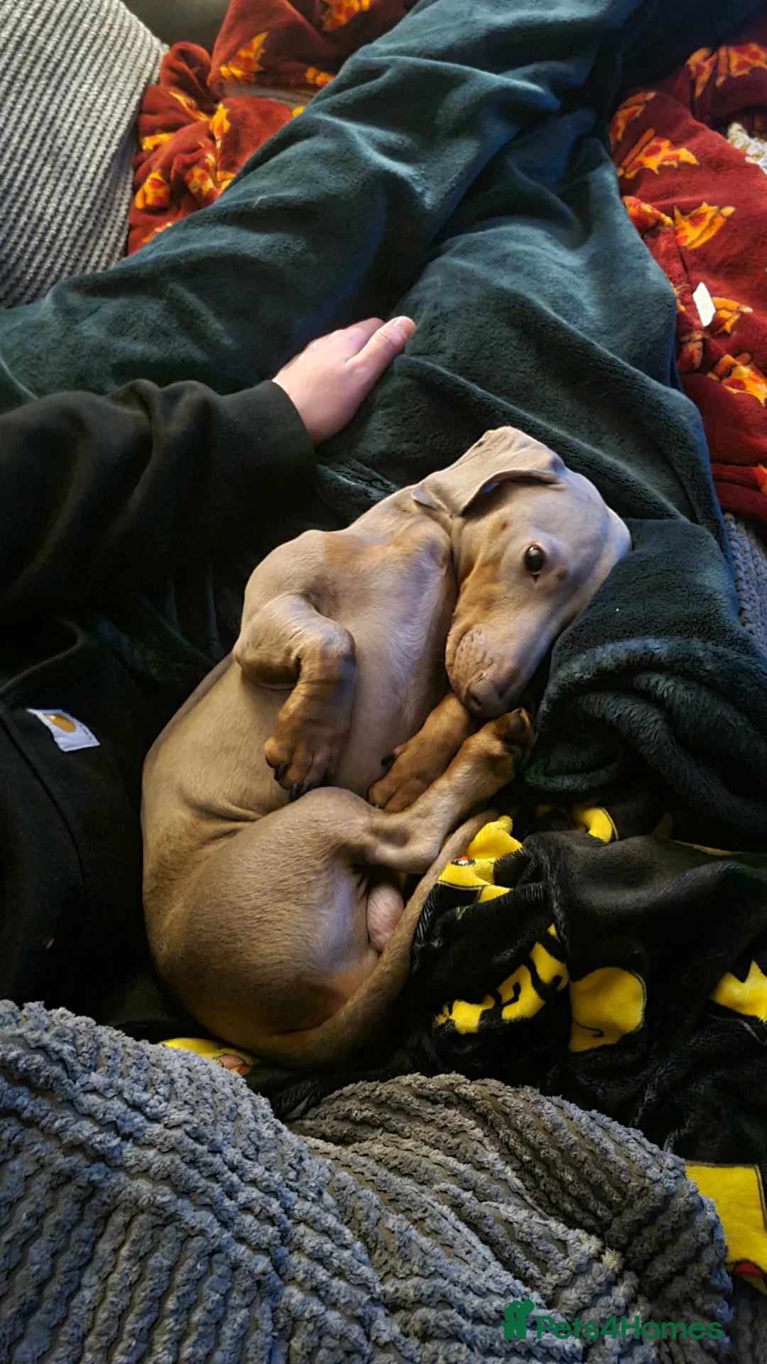 Miniature Dachshund dogs for stud: Stud dog available for studding - Advert 5