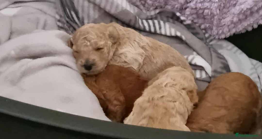 Miniature Poodle dogs for sale: Cafe au lait female miniature poodle - Image 4