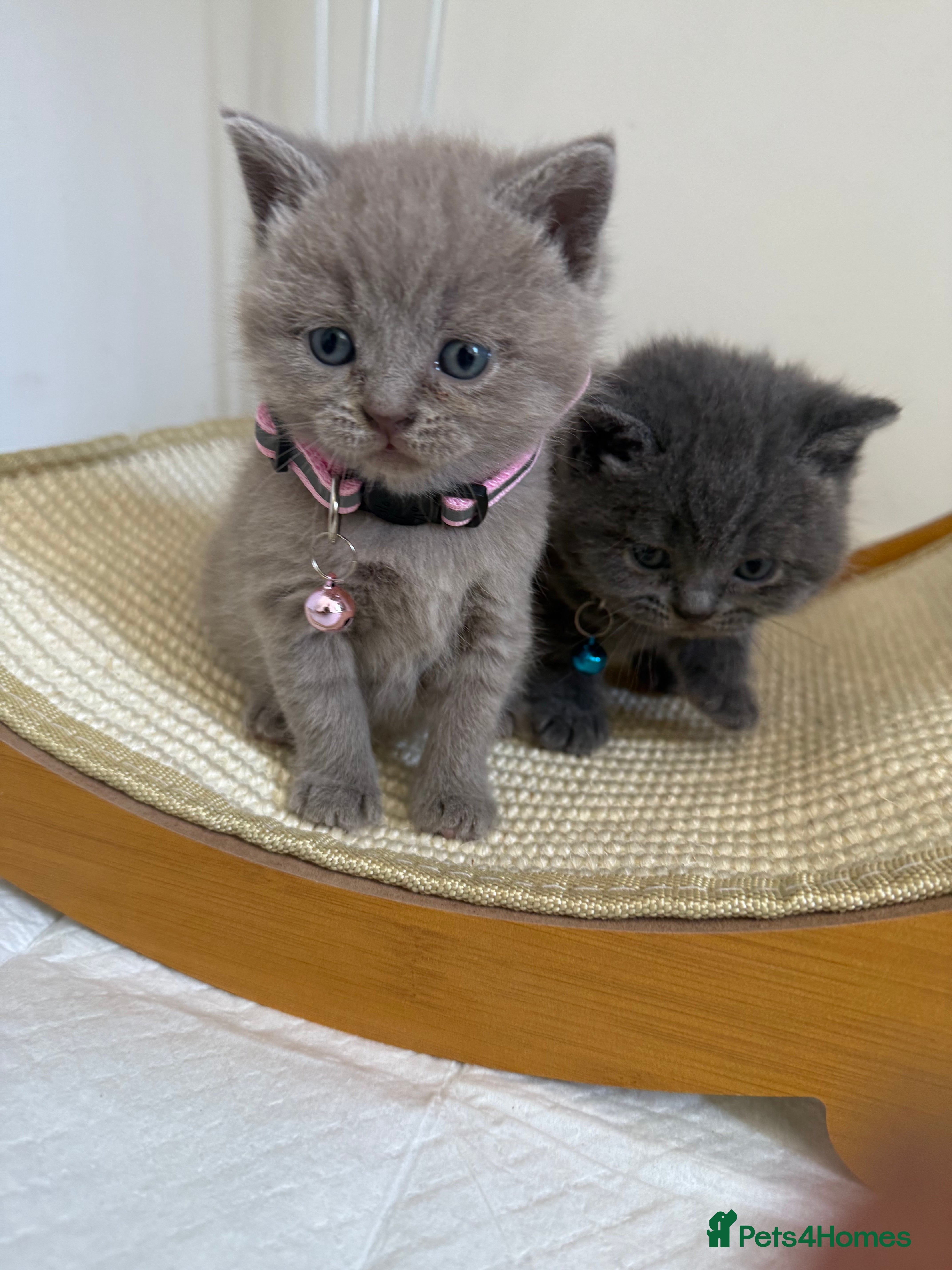 British Shorthair cats British Shorthair Kittens - Advert 1
