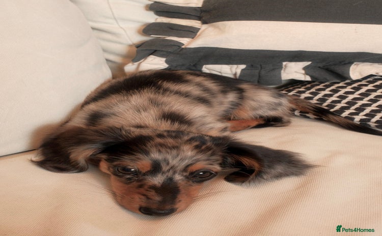 Miniature Dachshund dogs - Advert 3
