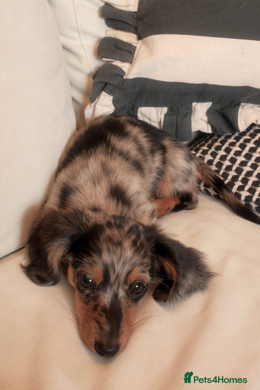 Miniature Dachshund dogs for sale: Long-Haired Dapple Mini Dachshund Puppy (RE-HOME) - Image 1
